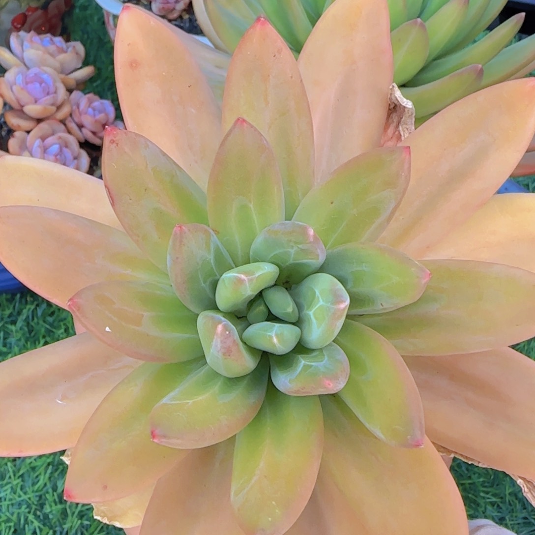 多多肉植物多肉植物