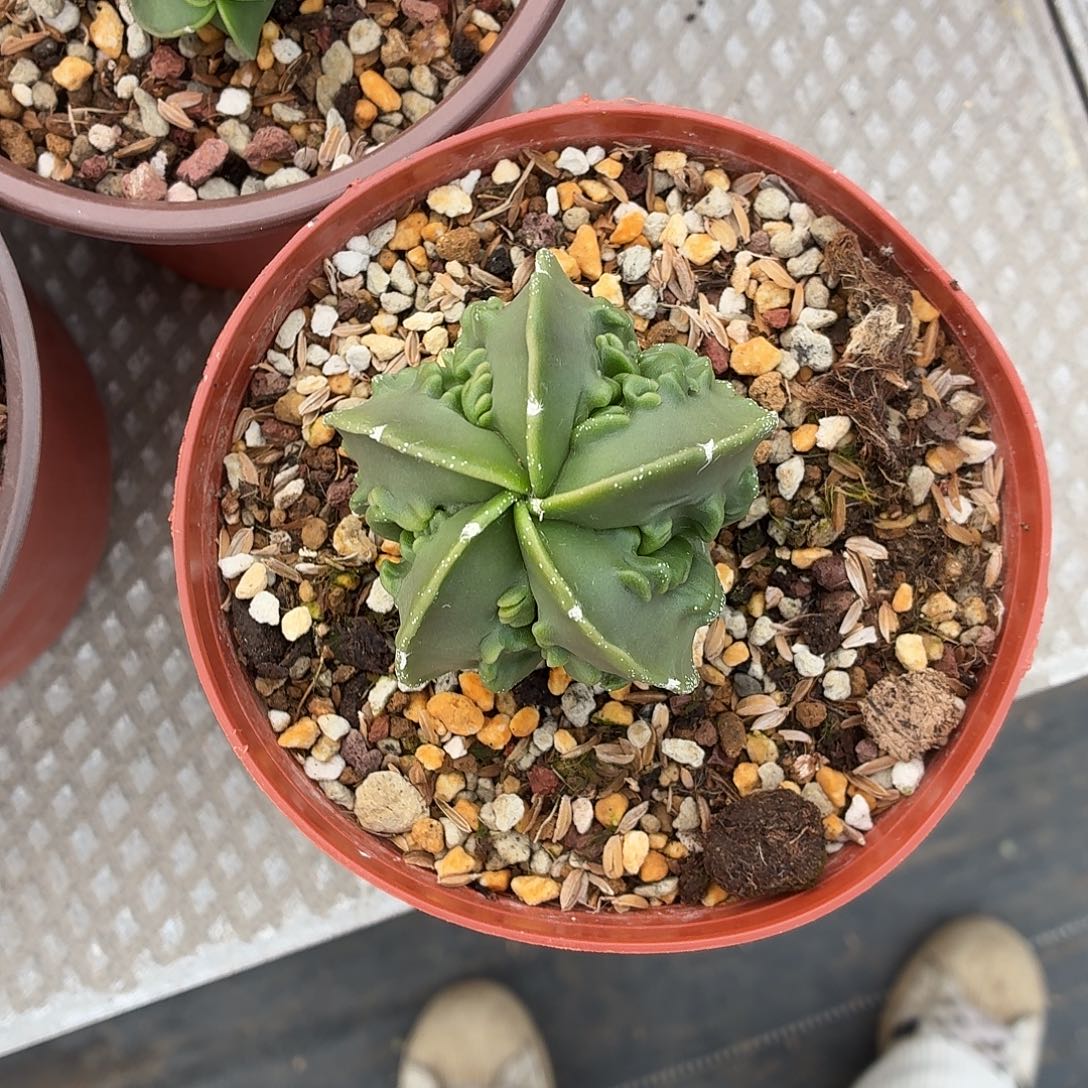 菩***师无花朵核桃鸾！！！！！