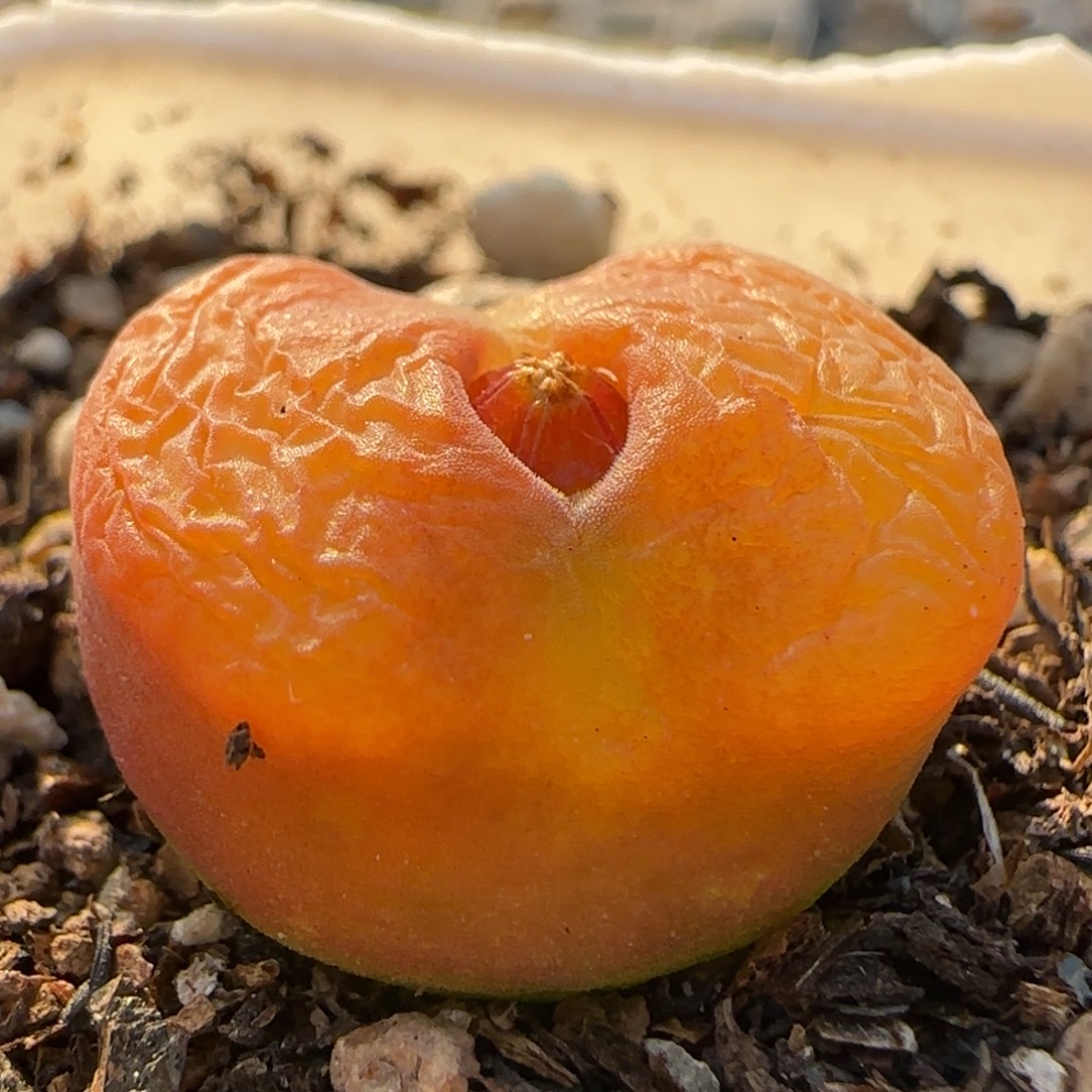 毛毛1.9厘米多肉植物百科