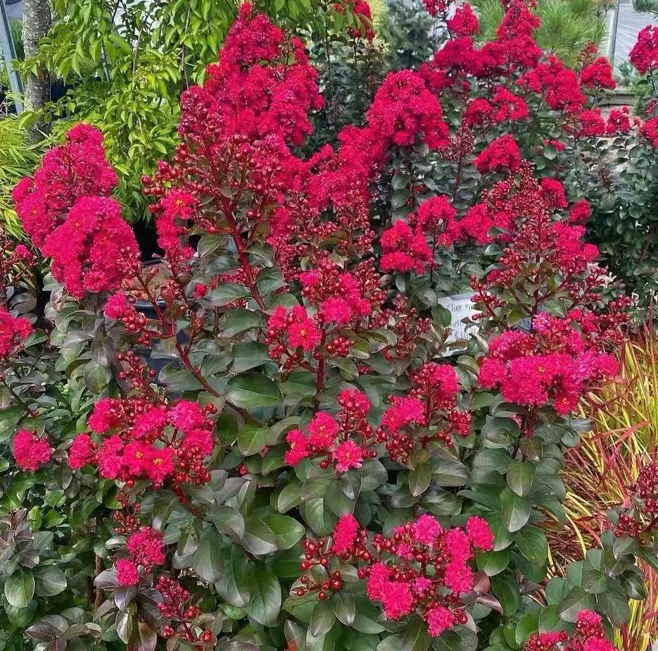 【樱桃摩卡】紫薇花室内室外地栽盆栽庭院阳台