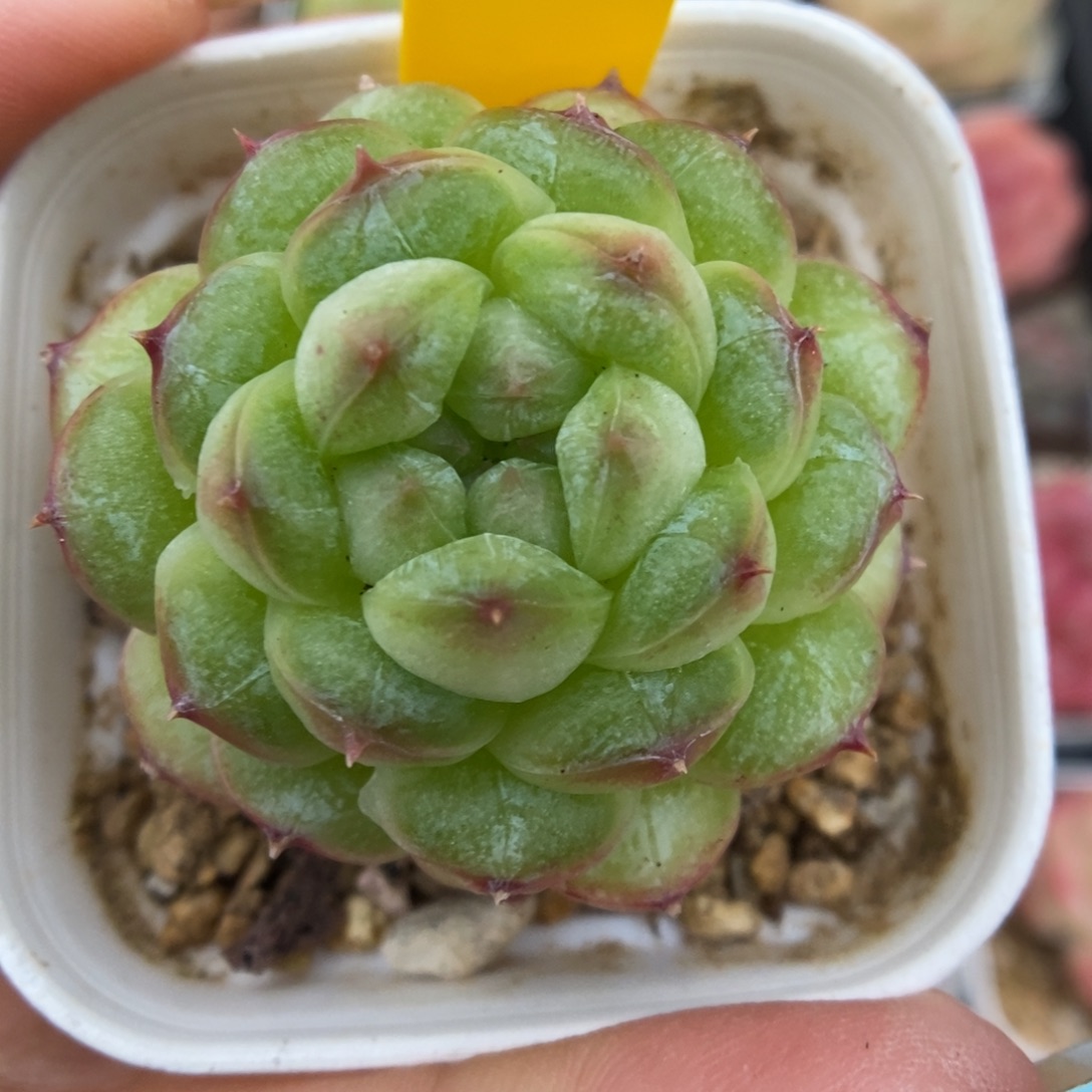 青提珍妮456号。     