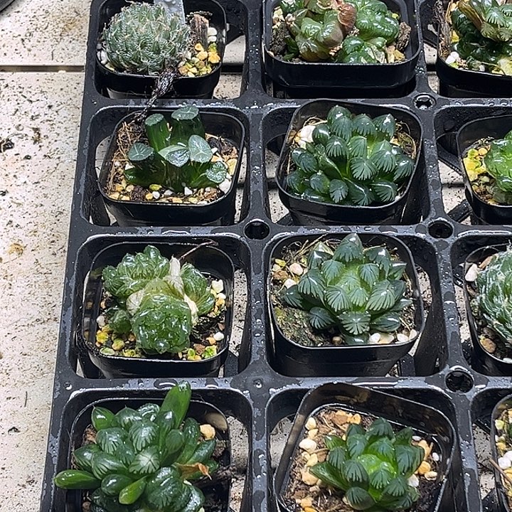 10 脱土发货8颗13.9包邮