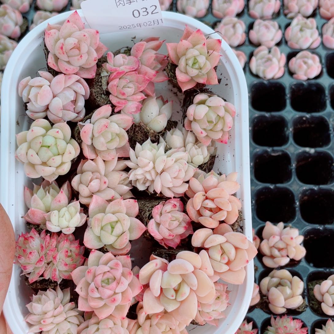 开心开心快乐成长032