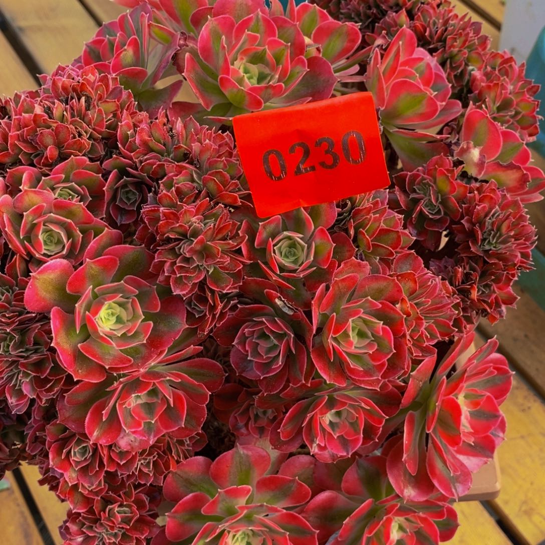冰***莲0230多肉植物一个