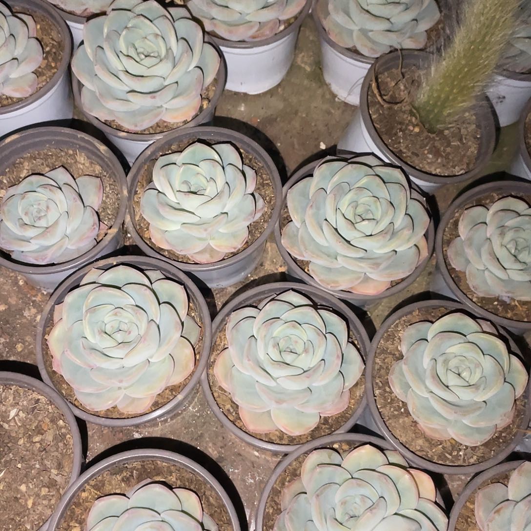 泡芙满20包邮脱土发货