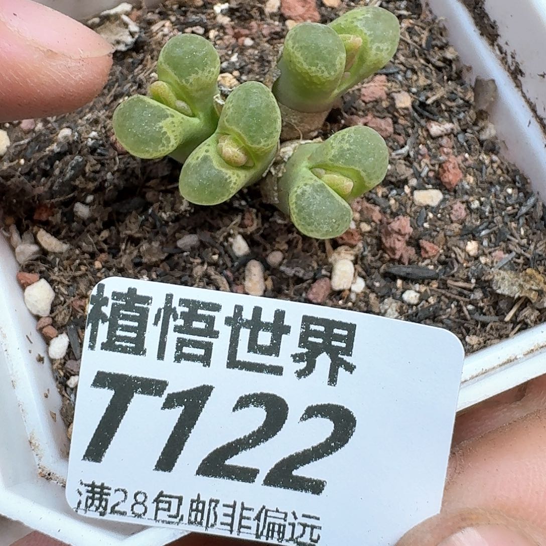 多肉植物的润泽rgb