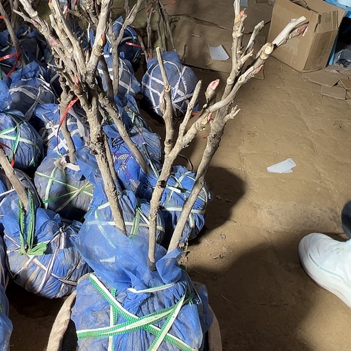 欣***妈完全开放多枝条春泛图