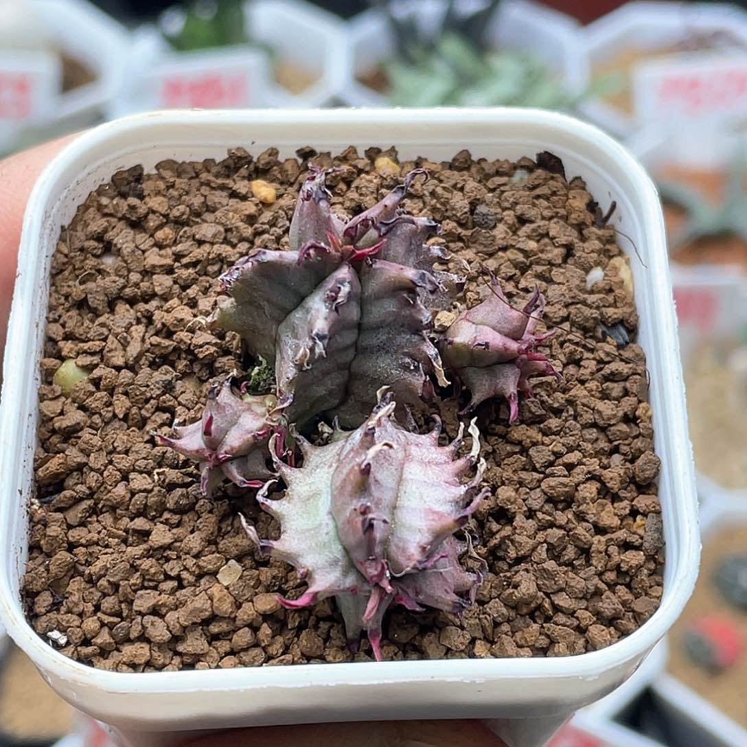 实生羽田斑马魁伟玉 致远多肉