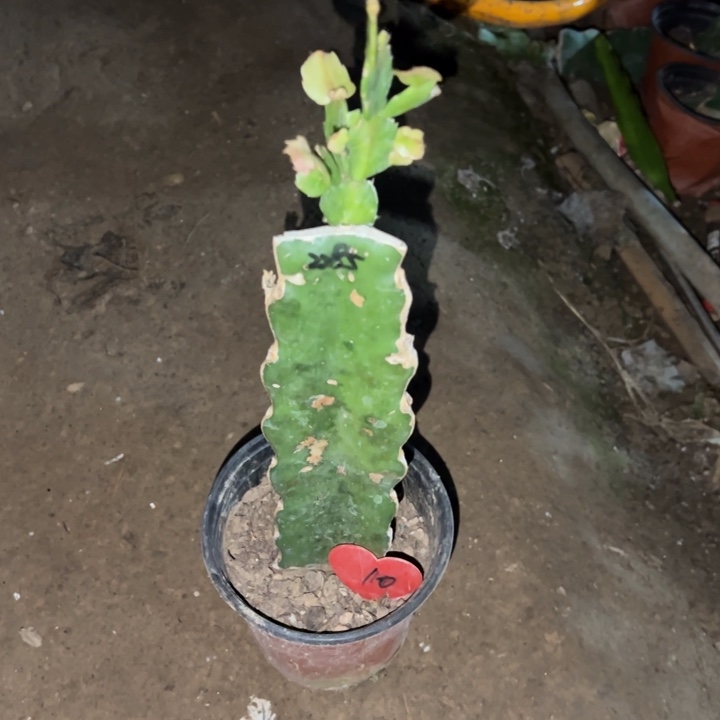 相***天当前无花栽培后可以开花2285  10