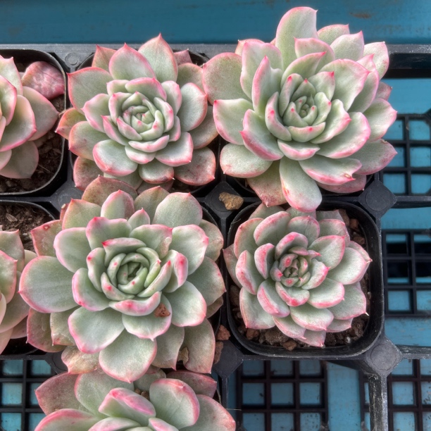 弗罗瑞安娜锦单头63杯旺财多肉