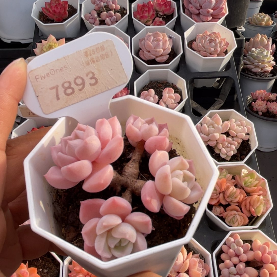 雪媚娘7893-6.0厘米