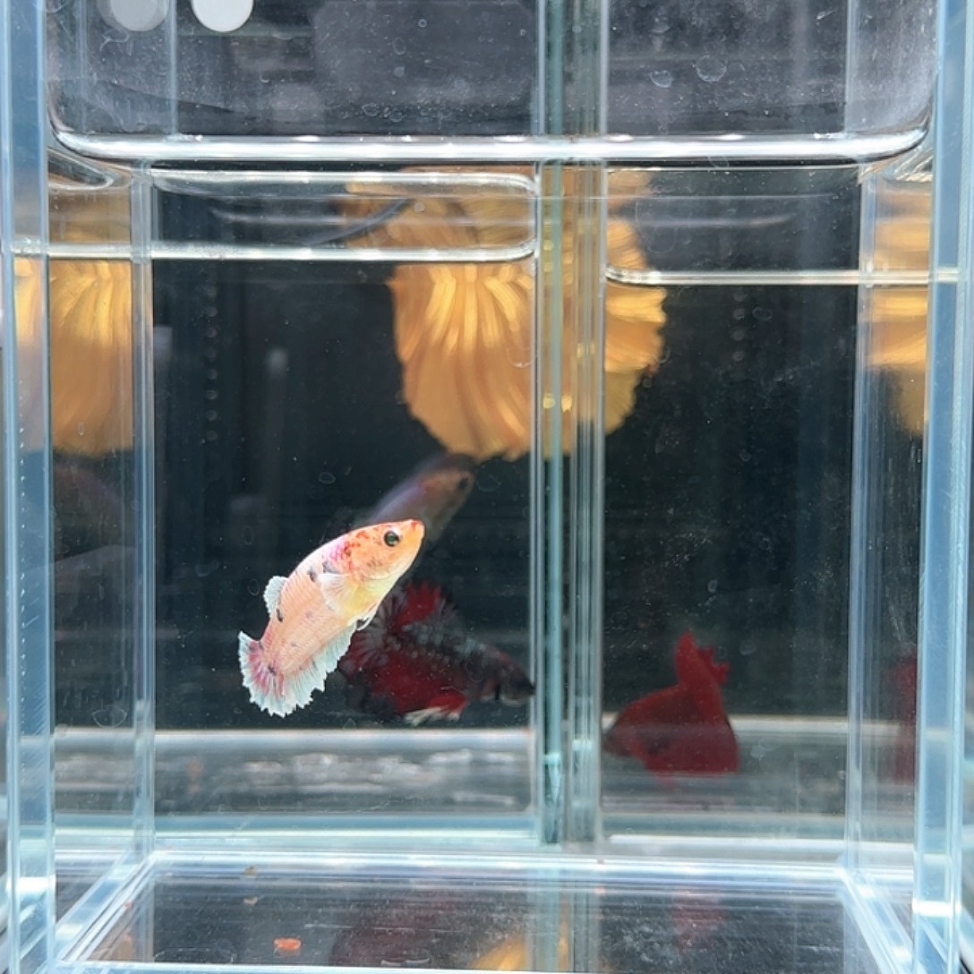 斗鱼活体观赏鱼好养耐活