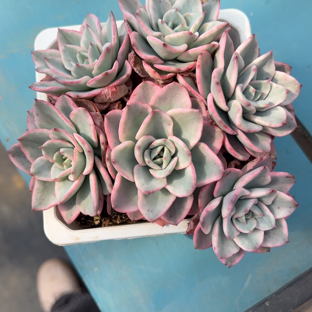 ?****8奶油黄桃锦底座，六个覆轮头