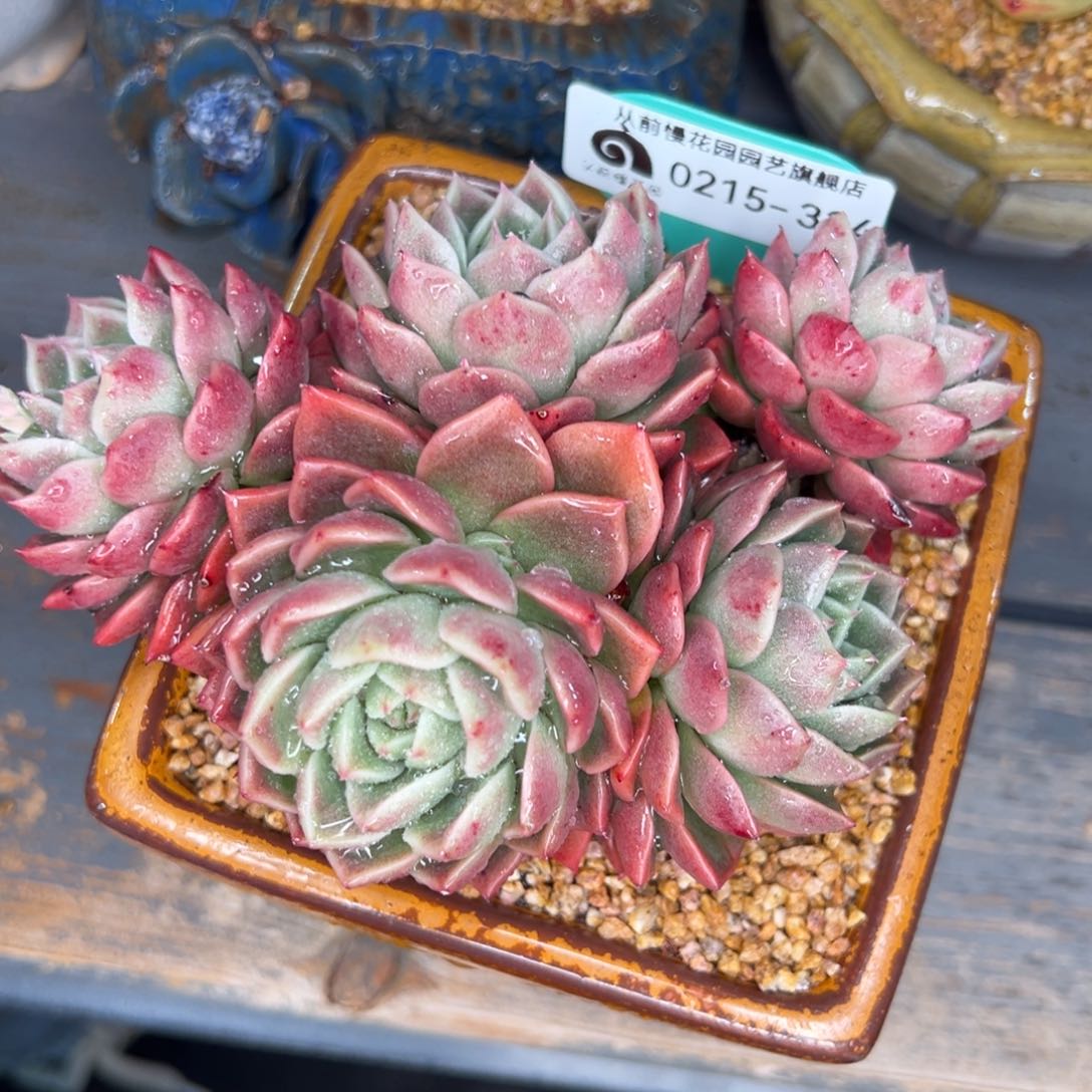 从前慢多肉精选编号0215.324