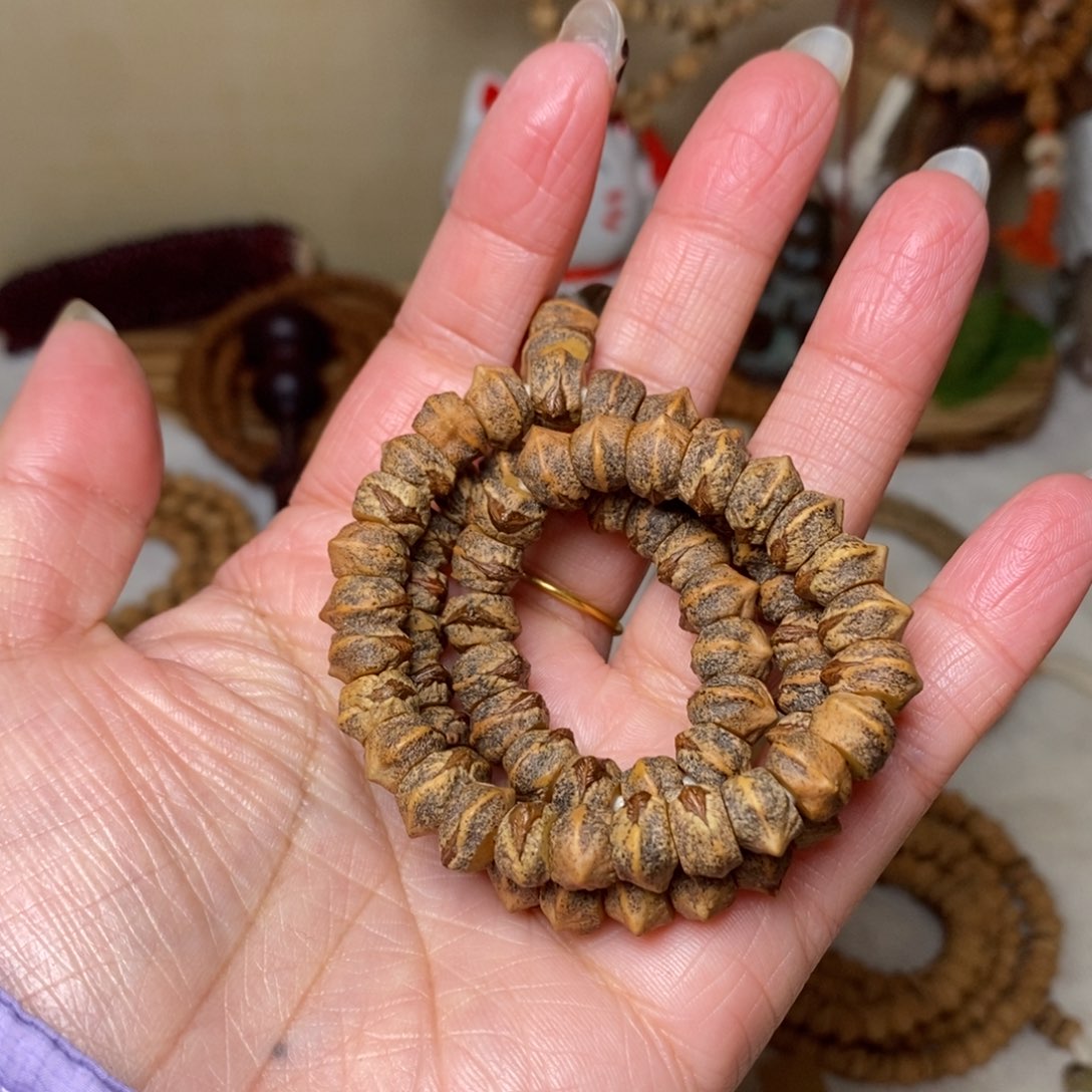 木质类随*。柏香籽