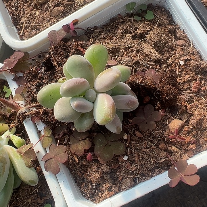 X系列美人特价一物一拍