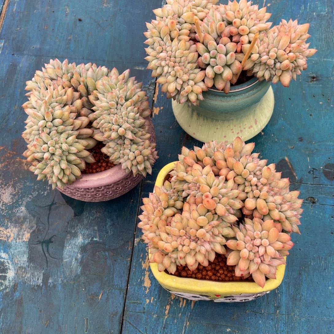 一物一拍中通快递