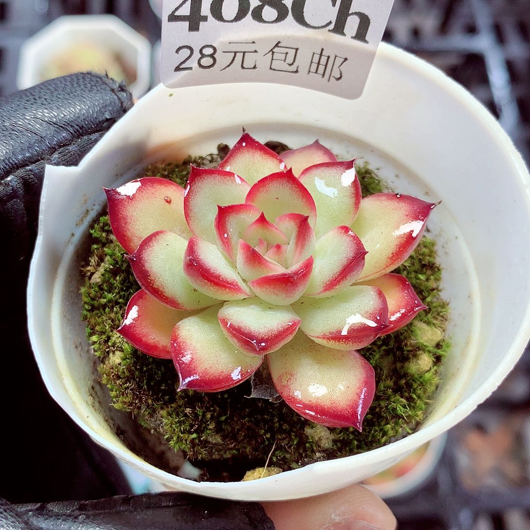 5厘米盆精控多肉408