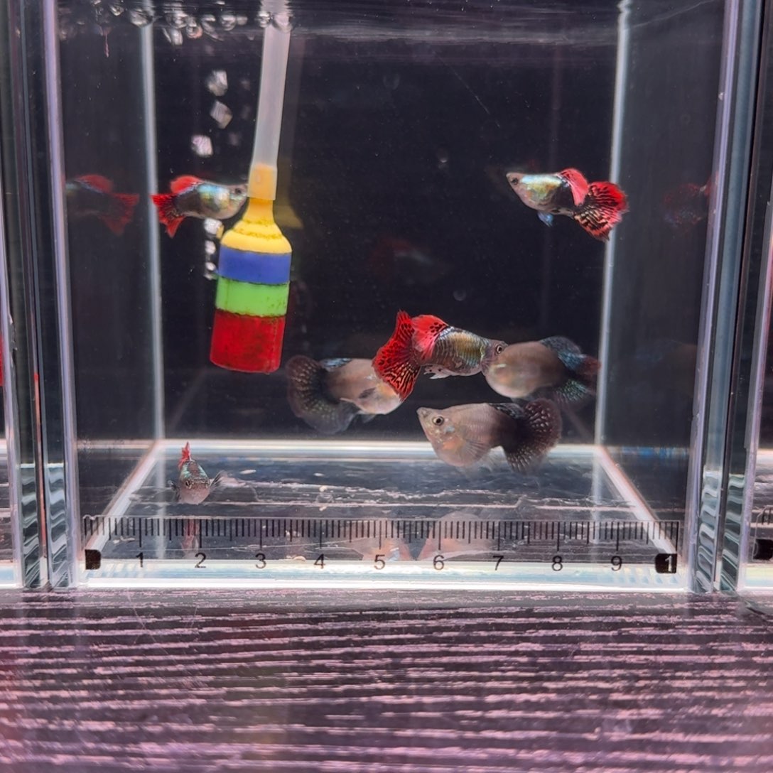孔雀鱼福利球体七彩龙鳞3对➕一条公鱼备损