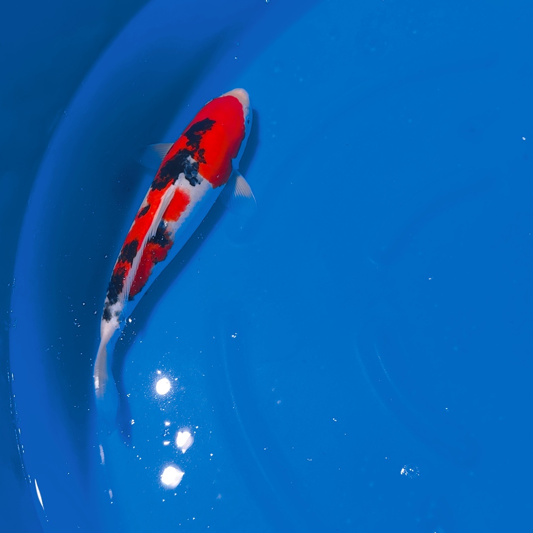 锦鲤宝哥专拍链接