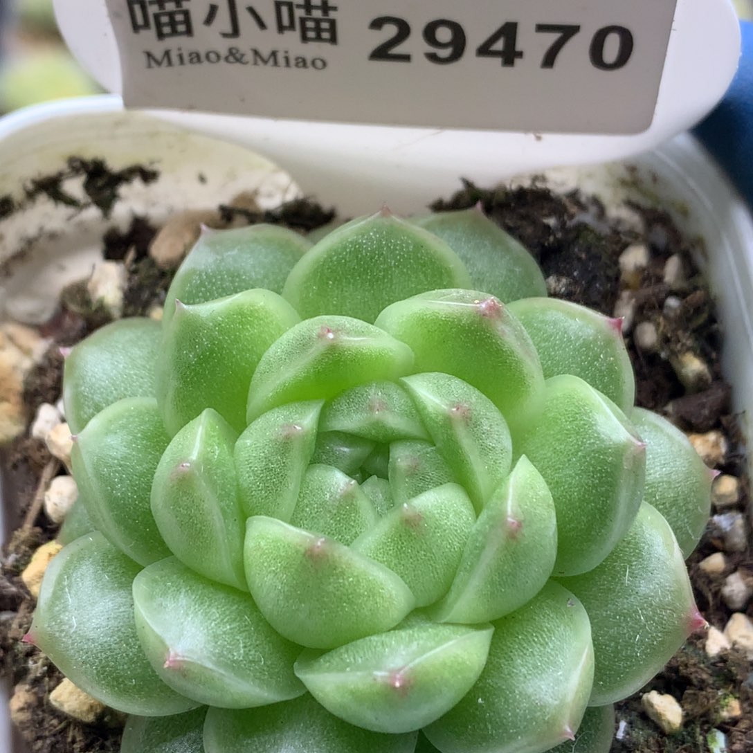 多肉植物杂交珍妮