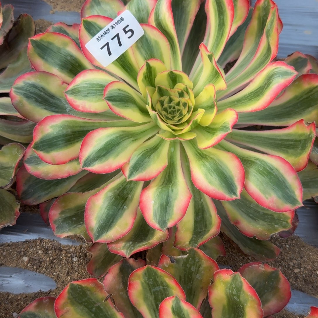 浅***然775爱丽丝。多肉植物