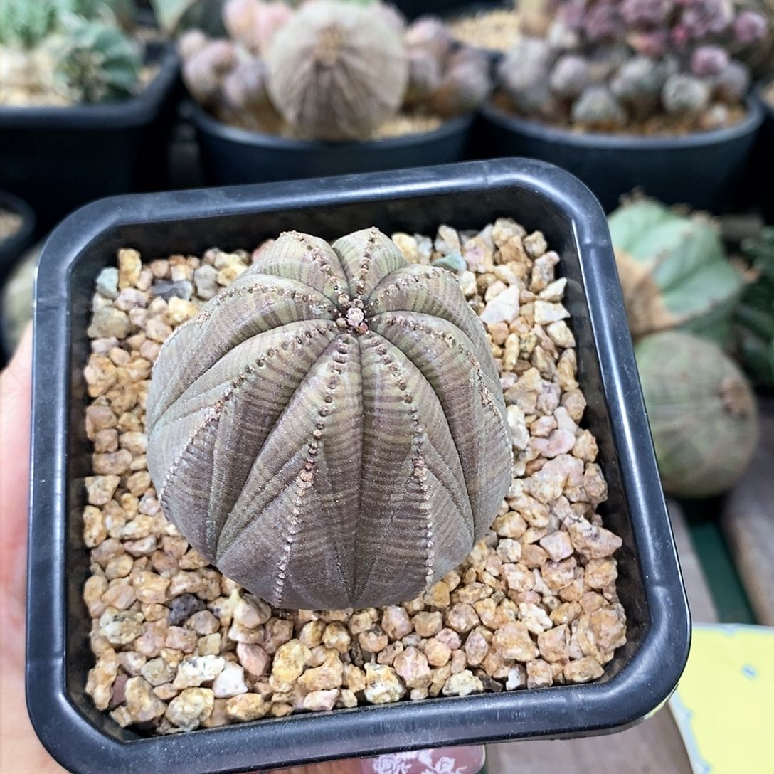 欧系实生布纹球多肉植物