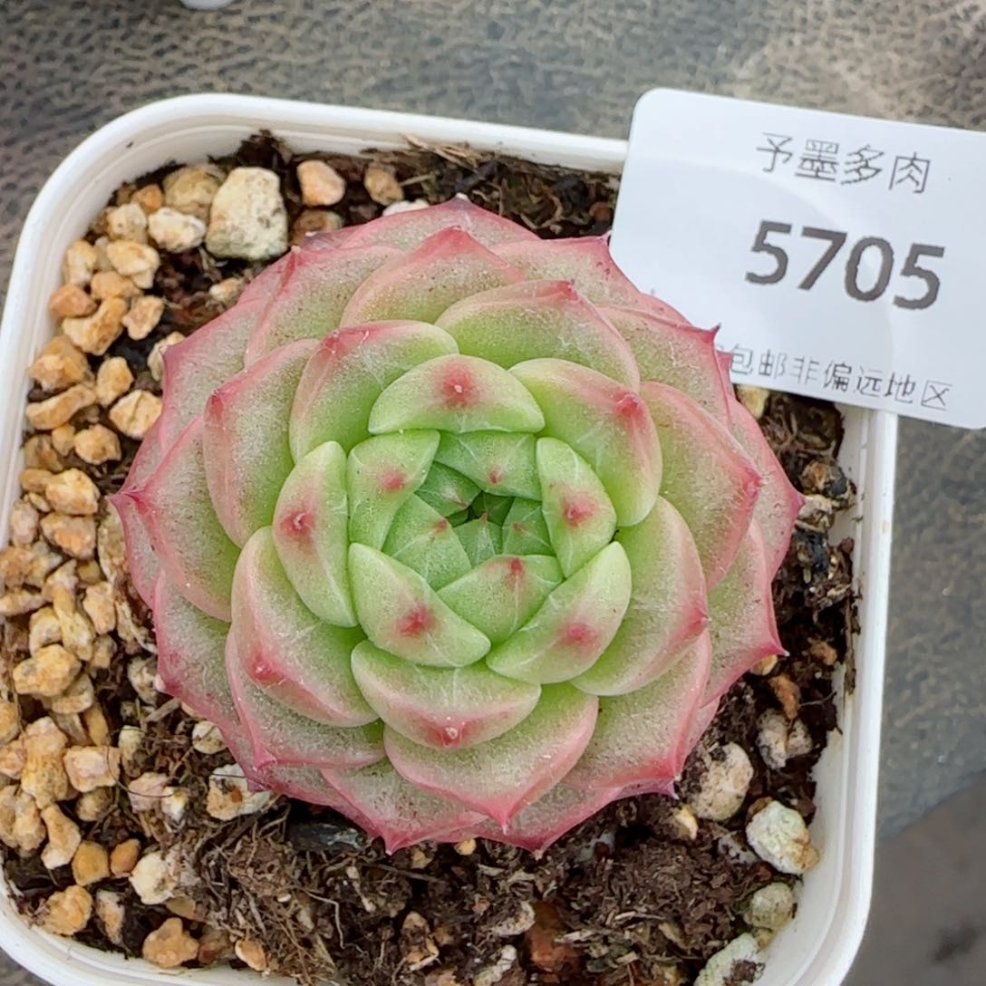 青梅，5705多肉植物