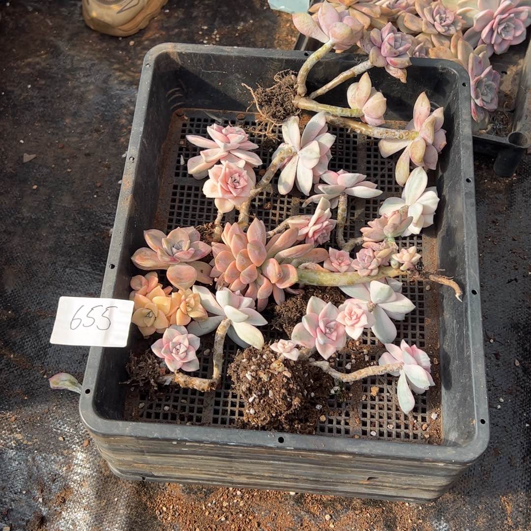 655紫乐锦老桩单头多肉