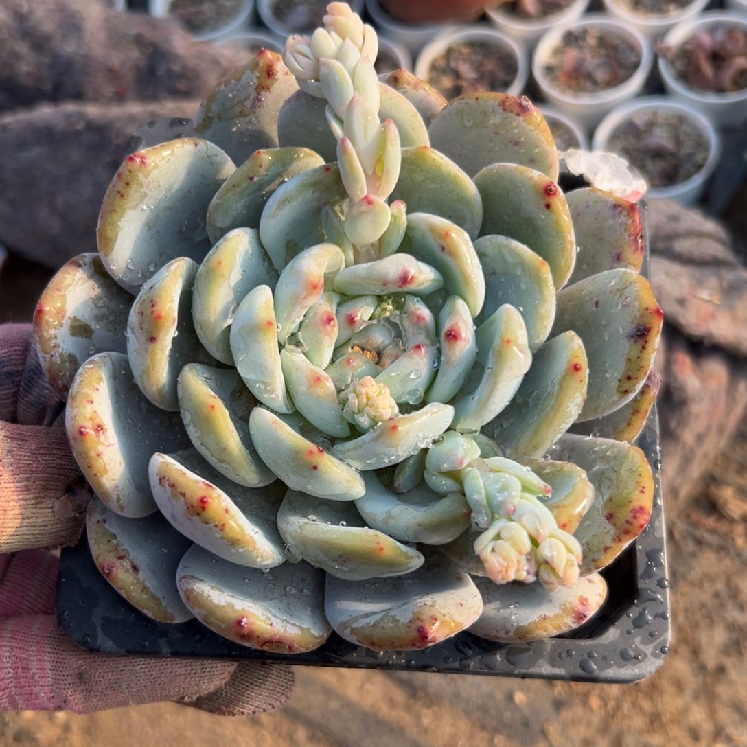 橙梦露多肉末我哦哦哦