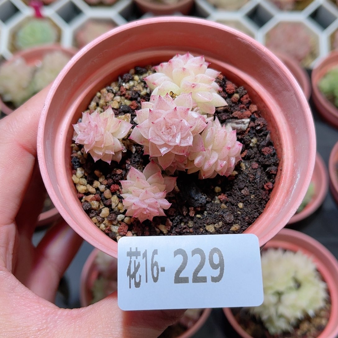 花利美16-229麦秆