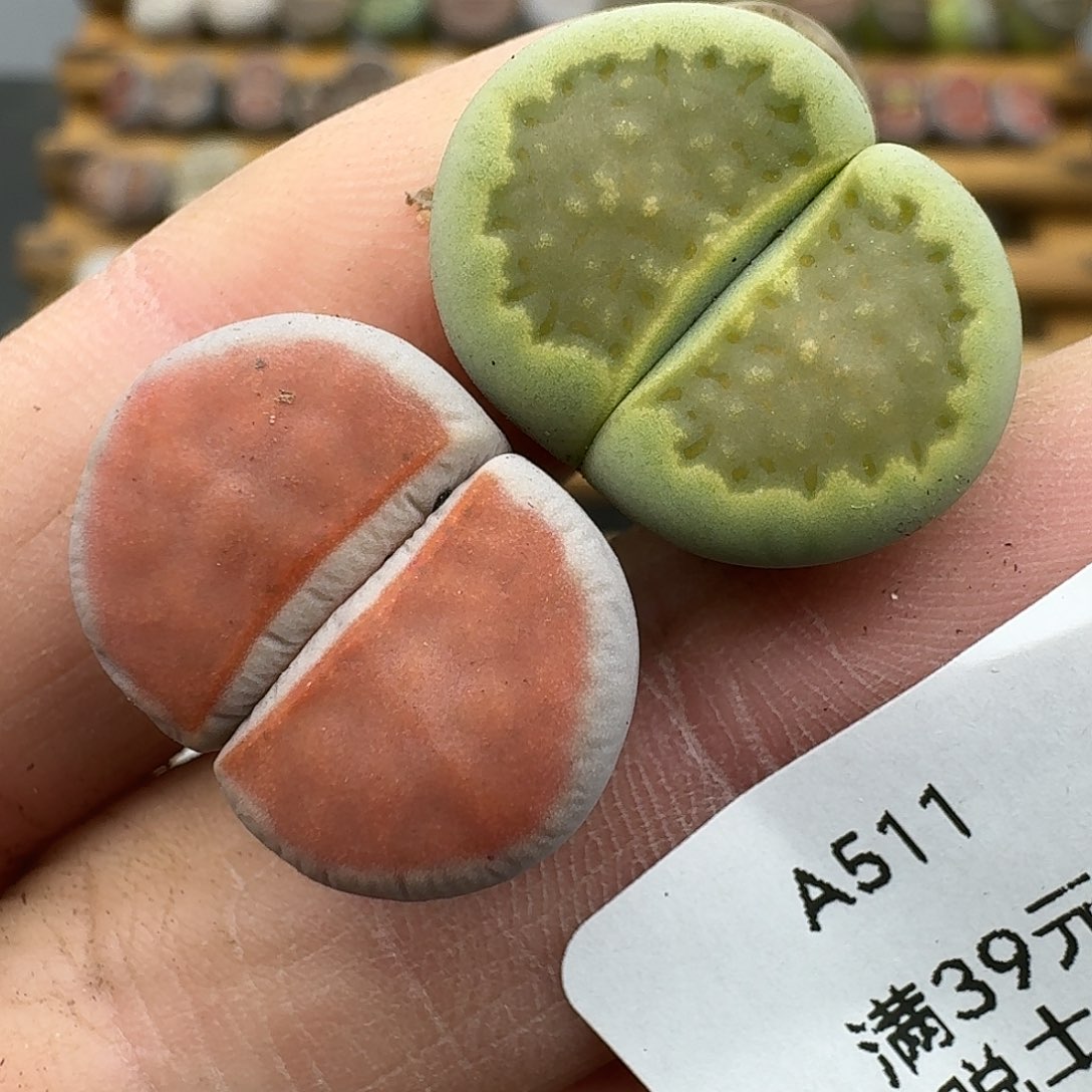 511多肉哈哈哈哈哈哈哈