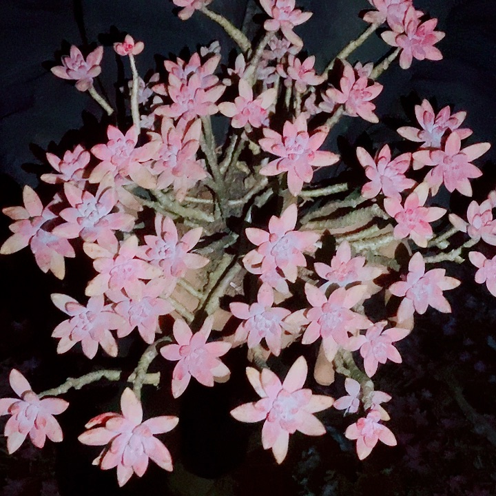 花***圆花好月圆的秋丽一物一拍