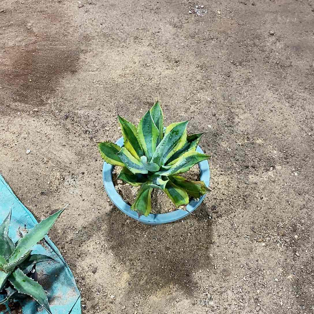 土*鼠000000000000000000