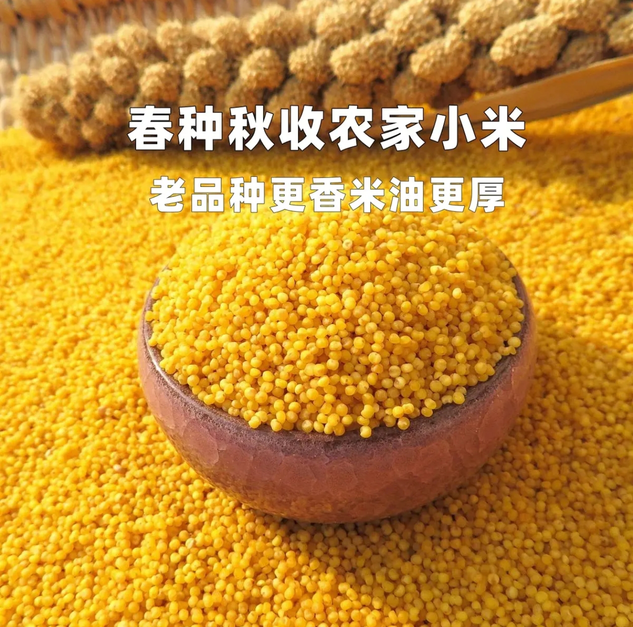 25年新小米 沂蒙山黄小米  老品种小米 月子米 宝宝米