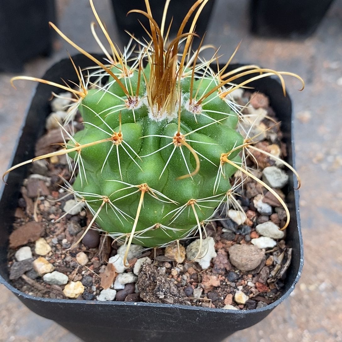 实生  MS3333魔神丸4.2公分左右一物一拍