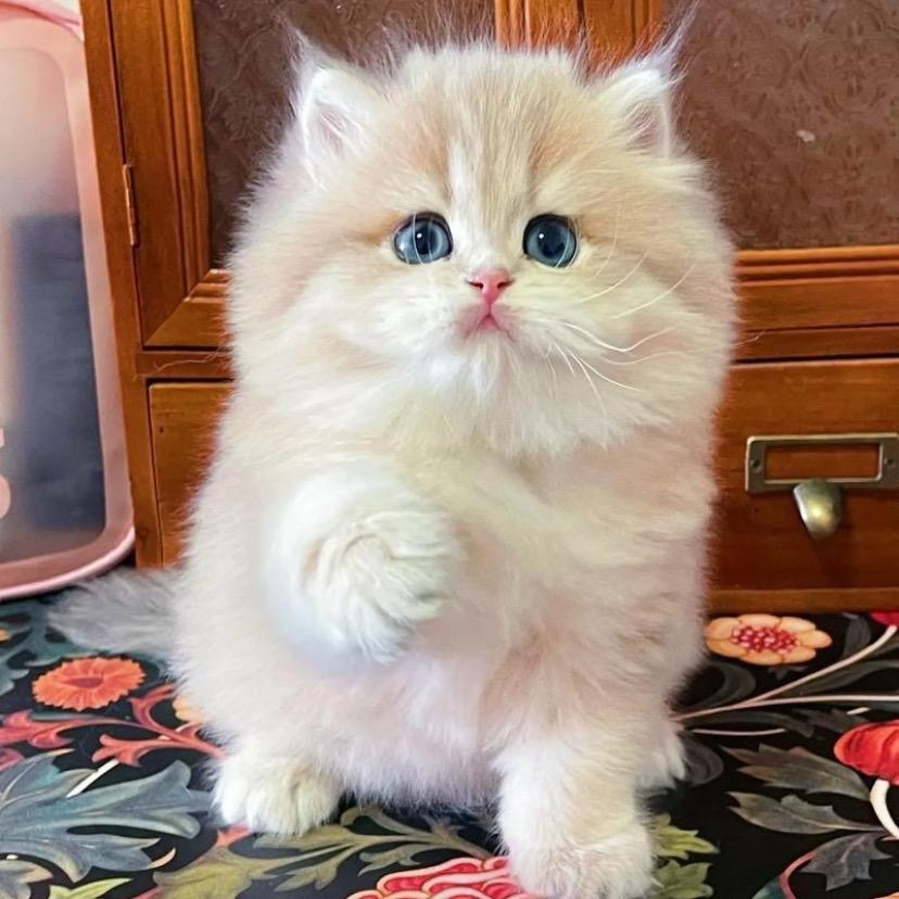 【一间猫屋丹丹】宠物活体猫猫 可爱猫咪 粘人健康