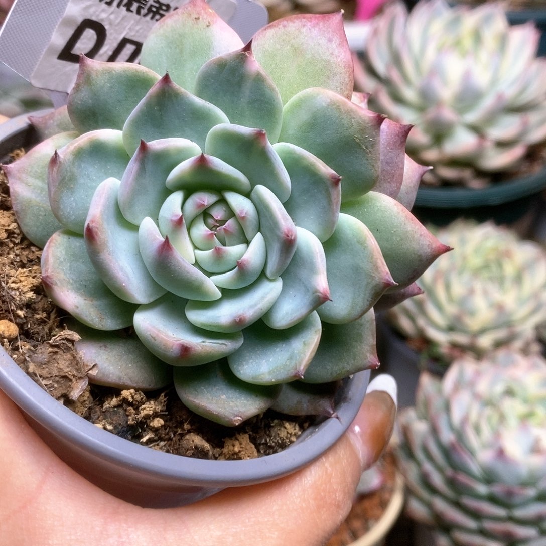 005锦锦锦锦锦锦锦