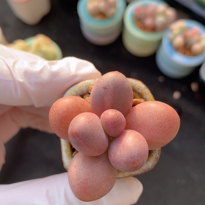 糖果石化锦 稳定 有白锦
