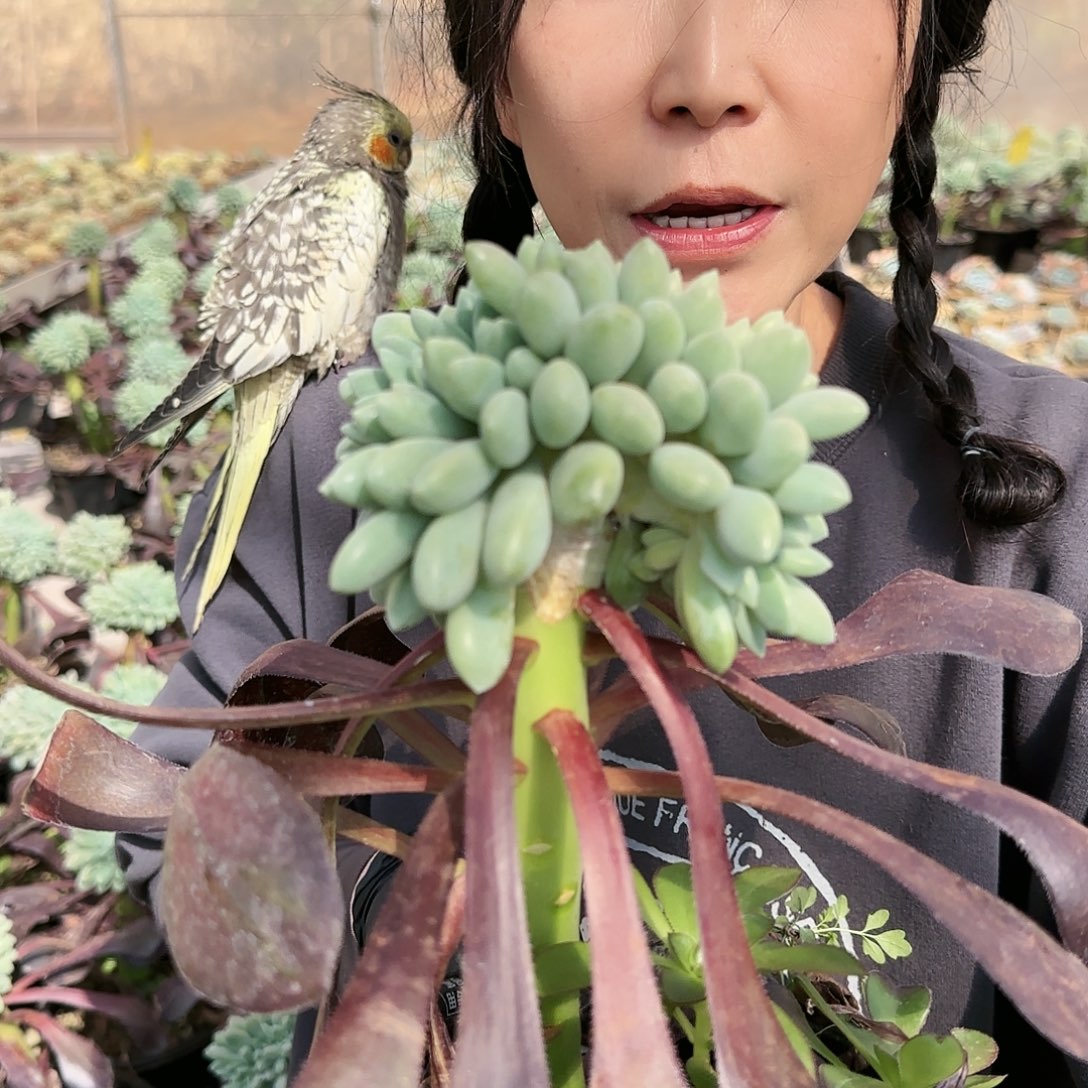 5008号奶糖缀108             肉