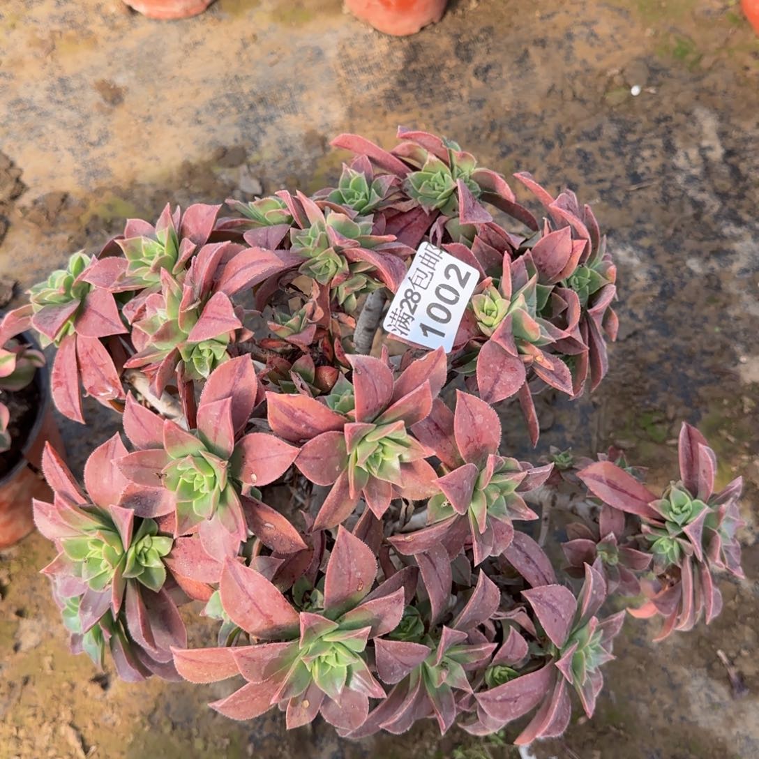 红叶多肉1002满28包邮断枝不包瑕疵