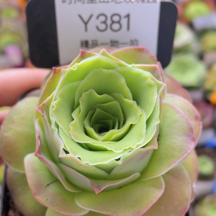 浣纱蕾丝多肉一物一拍381