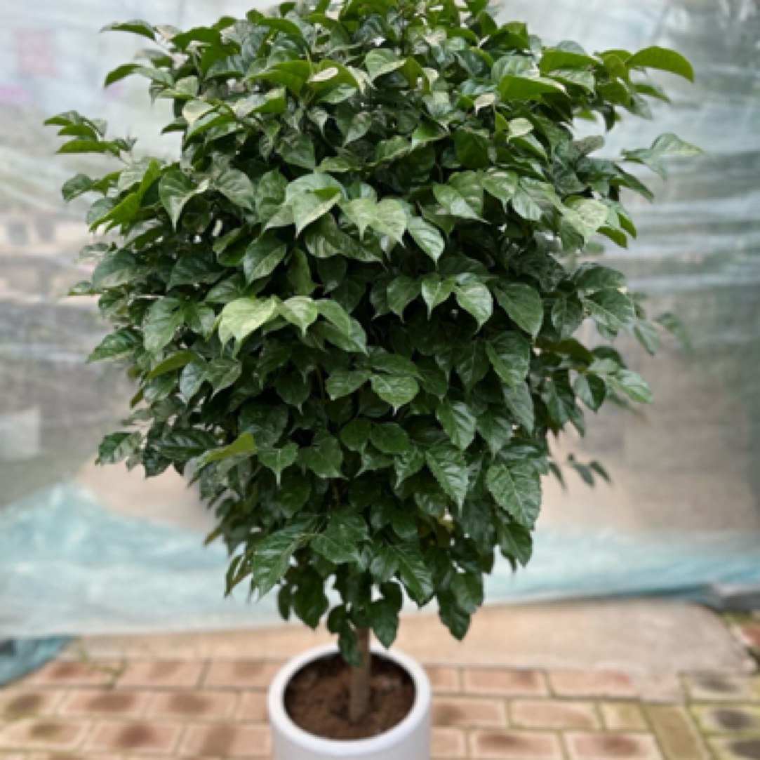 【兆佳臻选】幸福绿宝盆栽（带盆）