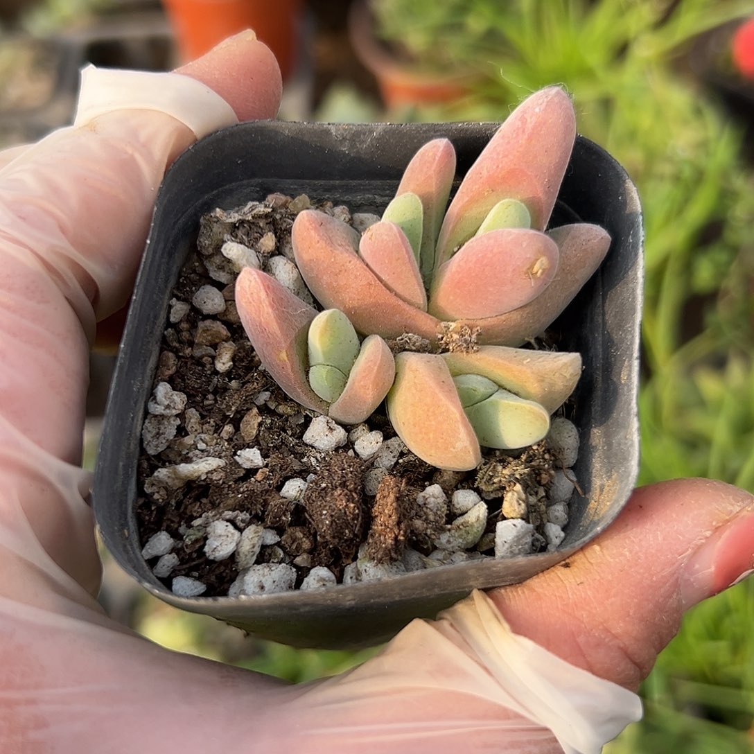 多肉植物多肉植物