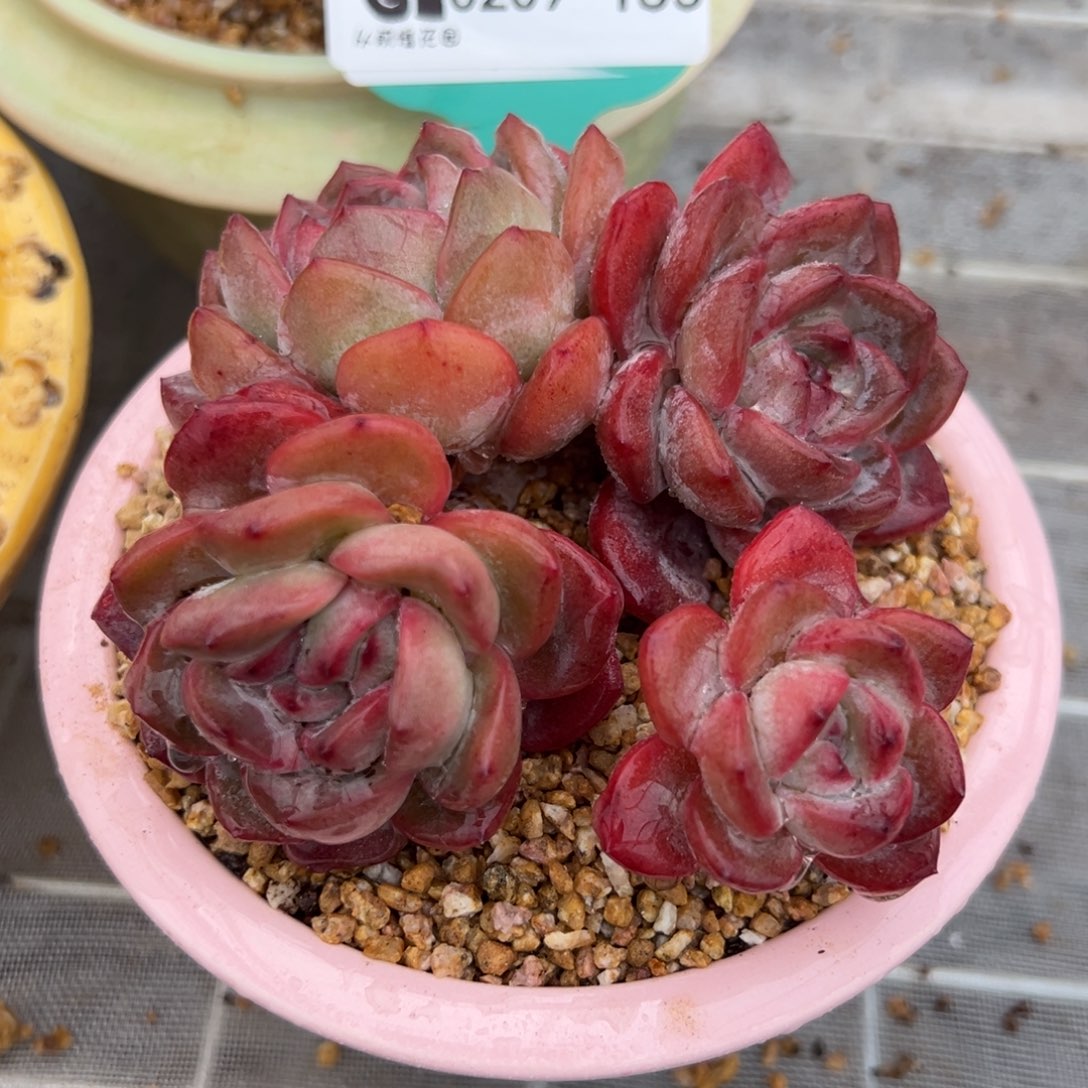 从前慢多肉精选编号0209.135