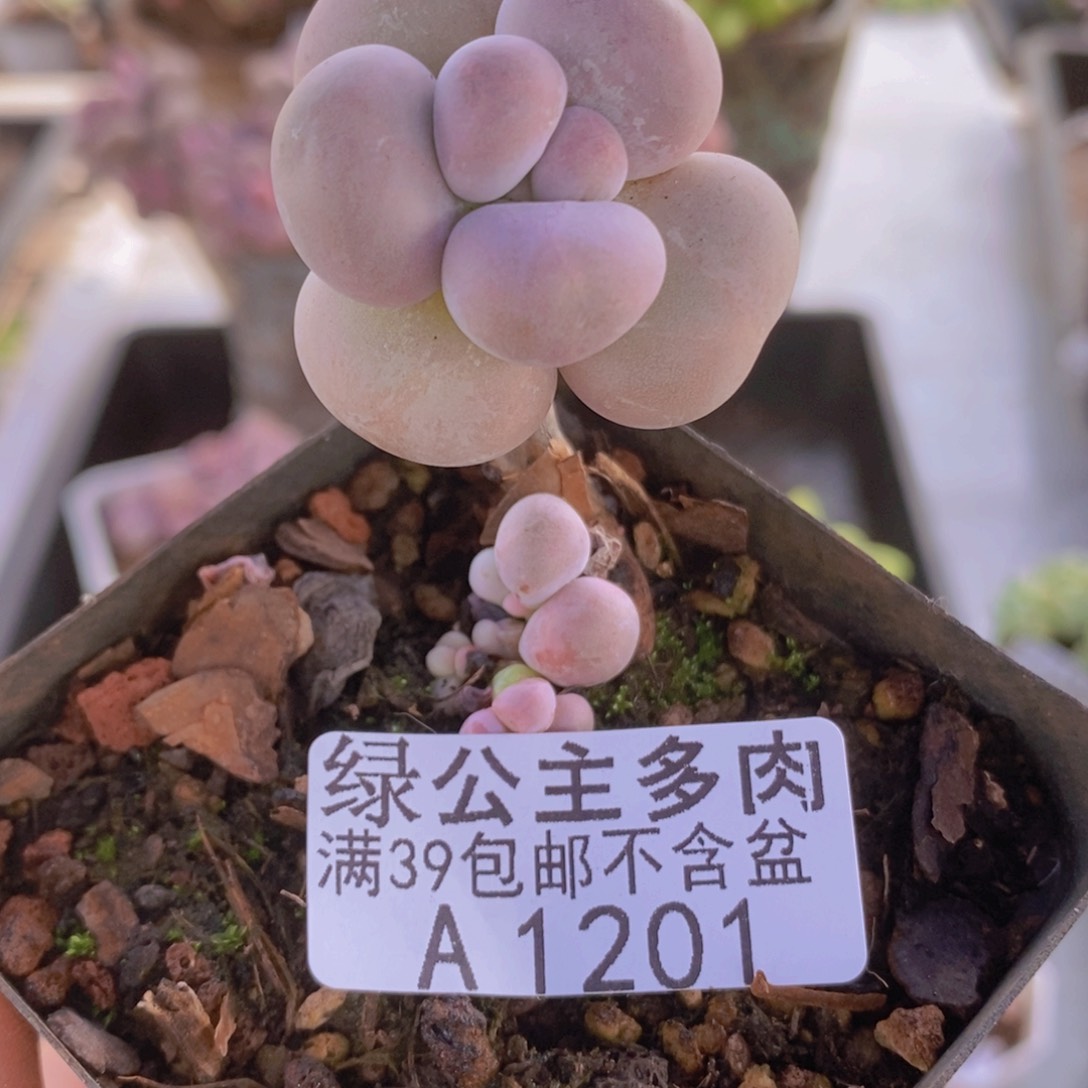 橙奶单头1201多肉植物