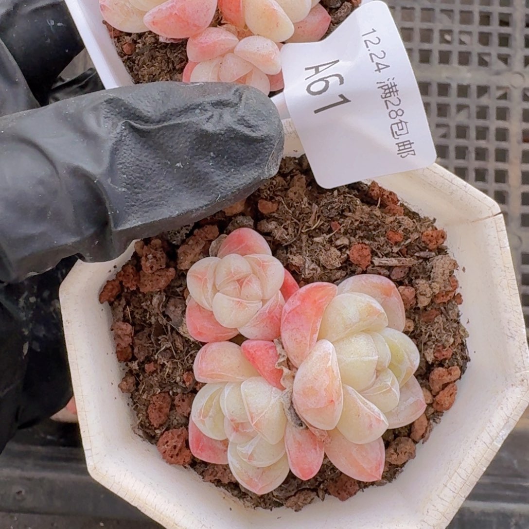 佩***佩2颗3头冰玉一组脱土