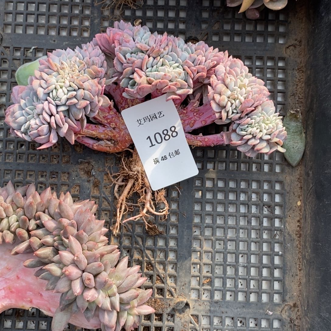 海棠花缀化多肉多肉088