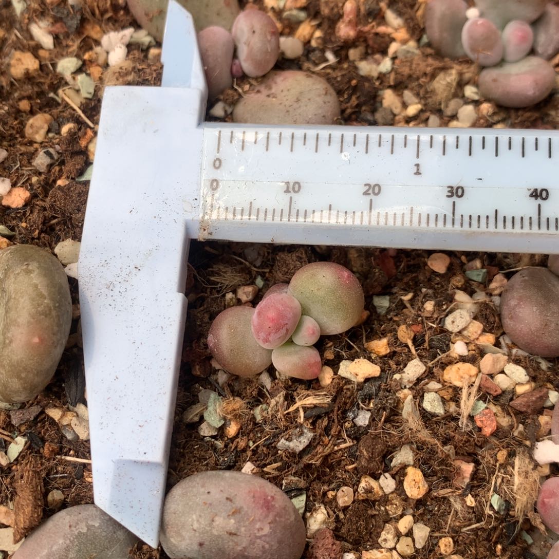 大叶奶 精品韩国奶酪多肉