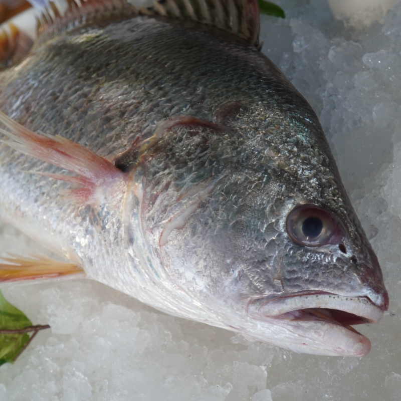 本港黄姑鱼（白花）无鱼胶内脏 需加工请备注 默认发整条